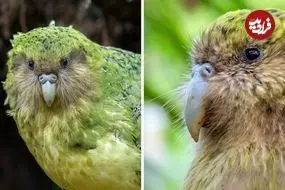 ببینید| کاکاپو؛ طوطی نادری که قادر به پرواز نیست!