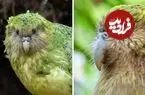 ببینید| کاکاپو؛ طوطی نادری که قادر به پرواز نیست!