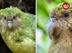 ببینید| کاکاپو؛ طوطی نادری که قادر به پرواز نیست!