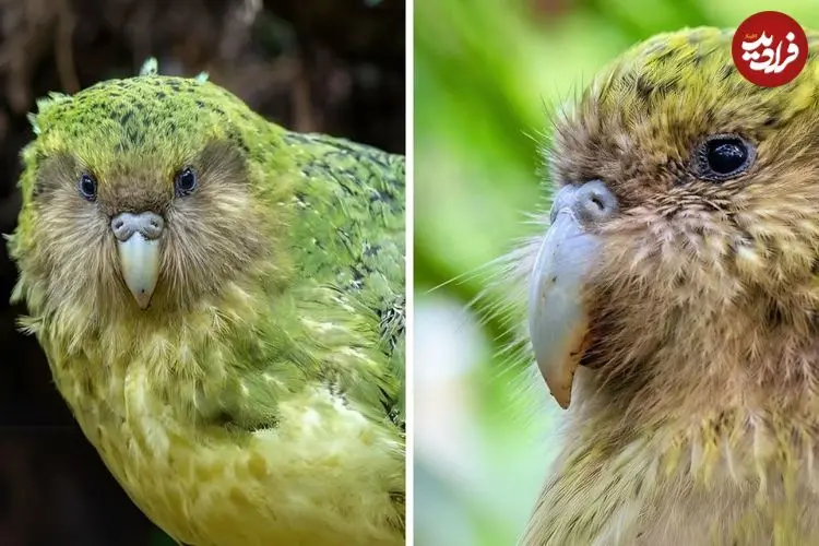 ببینید| کاکاپو؛ طوطی نادری که قادر به پرواز نیست!