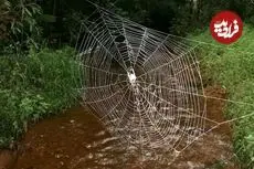 عنکبوتی که تارهای 24 متری‌اش از فولاد محکم‌ترند