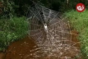 عنکبوتی که تارهای 24 متری‌اش از فولاد محکم‌ترند