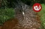 عنکبوتی که تارهای 24 متری‌اش از فولاد محکم‌ترند