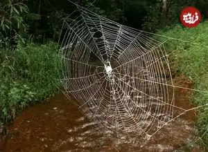 عنکبوتی که تارهای 24 متری‌اش از فولاد محکم‌ترند