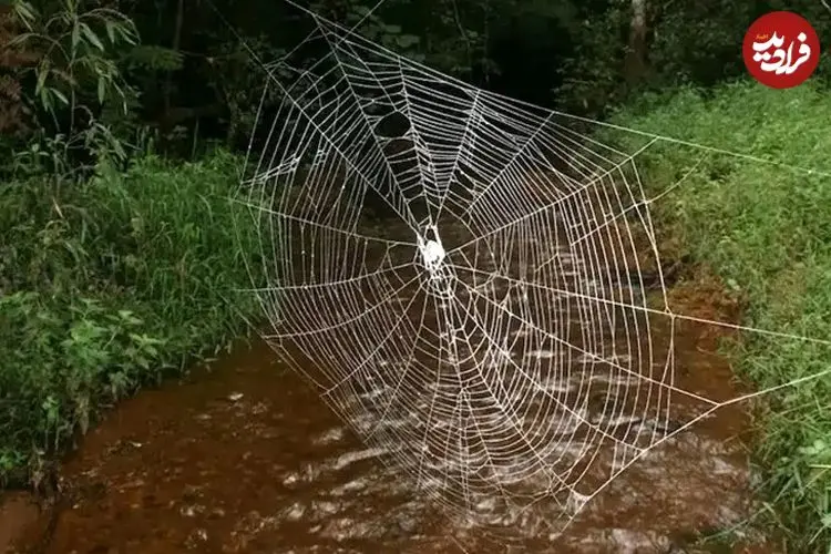 عنکبوتی که تارهای 24 متری‌اش از فولاد محکم‌ترند