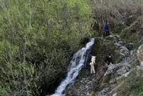 چشمه ای از میان درختان می جوشد
