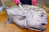 ببینید| صید ماهی تراولی و برش و پخت غذاهای متنوع با آن در تایوان