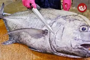 ببینید| صید ماهی تراولی و برش و پخت غذاهای متنوع با آن در تایوان