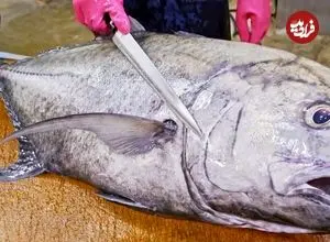 ببینید| صید ماهی تراولی و برش و پخت غذاهای متنوع با آن در تایوان