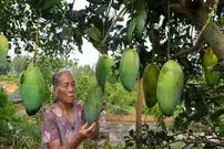 ببینید| غذای روستایی در چین؛ برداشت انبه از باغ و تهیه ترشی و غذاهای متنوع با آن