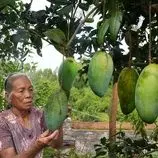 ببینید| غذای روستایی در چین؛ برداشت انبه از باغ و تهیه ترشی و غذاهای متنوع با آن