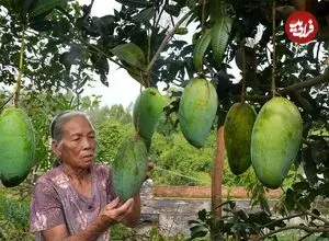 ببینید| غذای روستایی در چین؛ برداشت انبه از باغ و تهیه ترشی و غذاهای متنوع با آن