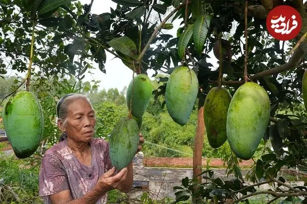ببینید| غذای روستایی در چین؛ برداشت انبه از باغ و تهیه ترشی و غذاهای متنوع با آن