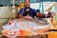 ببینید| مهارت جالب و دیدنی یک ماهی فروش هندی در برش زدن ماهی اسنپر بزرگ