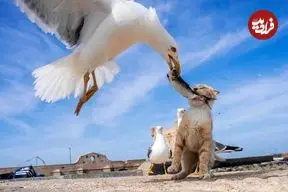 تصاویر؛ عکس‌های خیابانی بامزه‌ای که دقیقا در «لحظۀ درست» گرفته شده‌اند