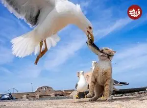 تصاویر؛ عکس‌های خیابانی بامزه‌ای که دقیقا در «لحظۀ درست» گرفته شده‌اند