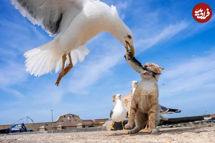 تصاویر؛ عکس‌های خیابانی بامزه‌ای که دقیقا در «لحظۀ درست» گرفته شده‌اند