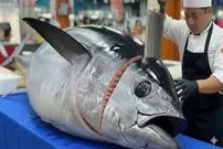 ببینید| غذای خیابانی در تایوان؛ برش استادانه ماهی باله زرد و تهیه کباب و ساشیمی با آن در تایپه