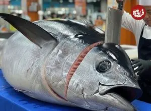 ببینید| غذای خیابانی در تایوان؛ برش استادانه ماهی باله زرد و تهیه کباب و ساشیمی با آن در تایپه