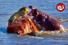 ببینید| حمله اسب های آبی به شیری که روی یک صخره‌ در رودخانه گیر افتاده بود!