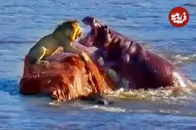 ببینید| حمله اسب های آبی به شیری که روی یک صخره‌ در رودخانه گیر افتاده بود!