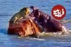 ببینید| حمله اسب های آبی به شیری که روی یک صخره‌ در رودخانه گیر افتاده بود!