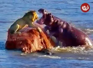 ببینید| حمله اسب های آبی به شیری که روی یک صخره‌ در رودخانه گیر افتاده بود!