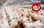 بدون تغییر رویه، مرغ تا شب عید ۴۰۰ هزار تومان خواهد شد