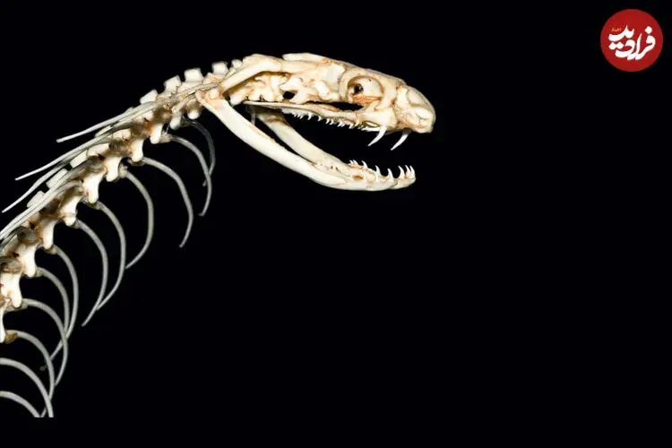 عکس| شاه کبری زیر پوستش چه شکلی است؟