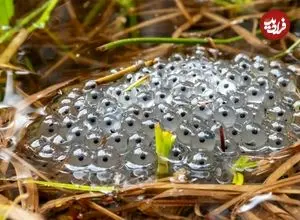 تصاویر| عجیب‌ ترین تخم حیوانات در طبیعت؛ از توده‌ های ژلاتینی تا خوشه‌ های اسفنجی
