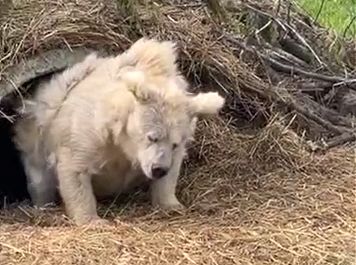 (ویدیو) لحظه جالب بیدار شدن خرس از خواب زمستانی