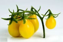 تصاویر؛ گوجه گلابی؛ گوجه‌ای ریز و شبیه گلابی و قطرات اشک که در رنگ‌های مختلفی رشد می‌کند و سرآشپز‌های جهان عاشق آن هستند
