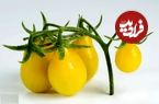 تصاویر؛ گوجه گلابی؛ گوجه‌ای ریز و شبیه گلابی و قطرات اشک که در رنگ‌های مختلفی رشد می‌کند و سرآشپز‌های جهان عاشق آن هستند