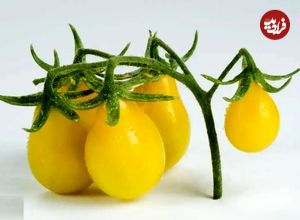 تصاویر؛ گوجه گلابی؛ گوجه‌ای ریز و شبیه گلابی و قطرات اشک که در رنگ‌های مختلفی رشد می‌کند و سرآشپز‌های جهان عاشق آن هستند