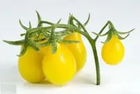 تصاویر؛ گوجه گلابی؛ گوجه‌ای ریز و شبیه گلابی و قطرات اشک که در رنگ‌های مختلفی رشد می‌کند و سرآشپز‌های جهان عاشق آن هستند