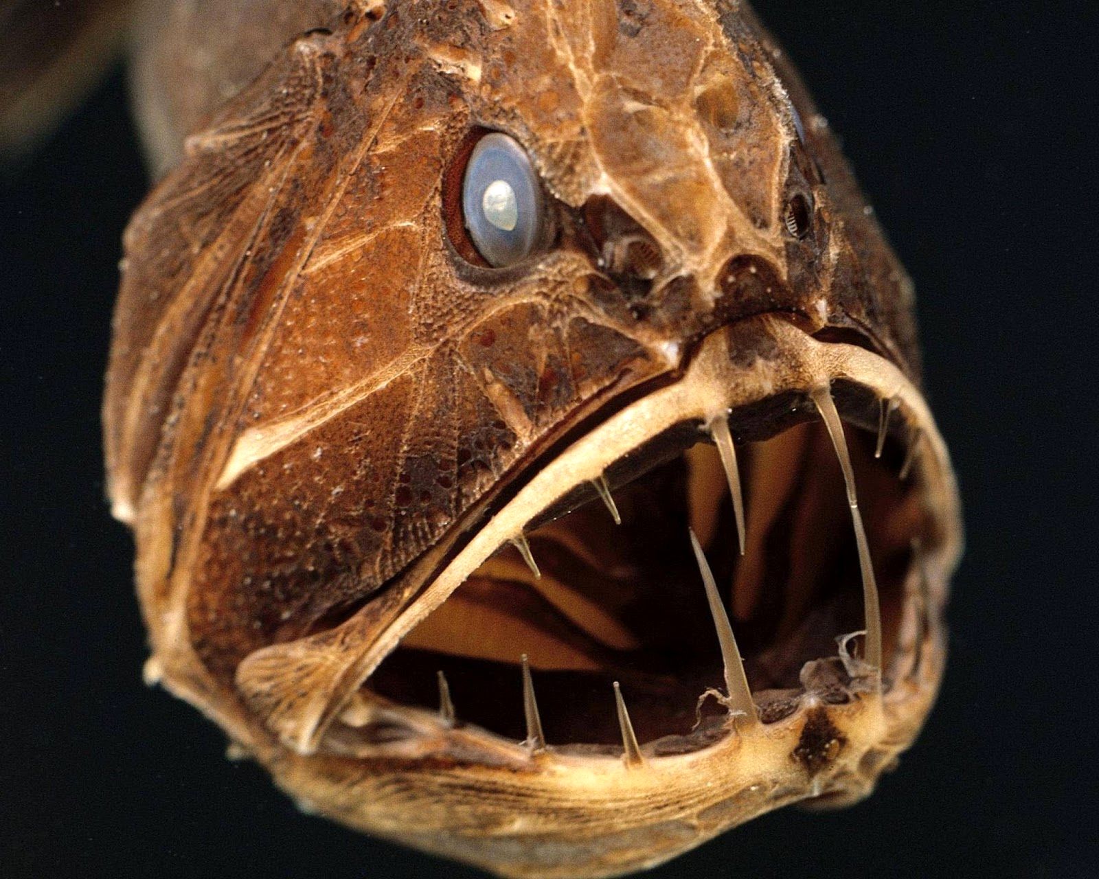 (ویدئو) کشف یک ماهی ترسناک با صورتی شبیه هیولا!
