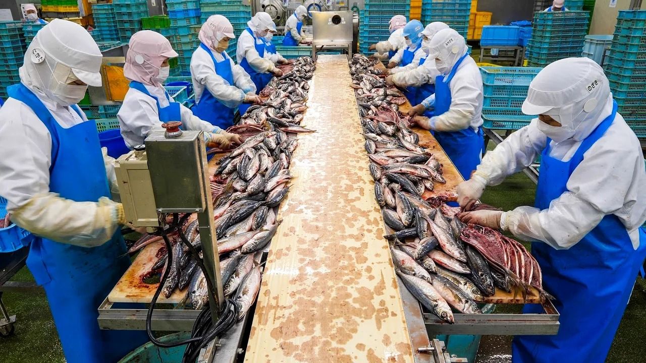 (ویدئو) فرآیند تولید 50 هزار ماهی خشک در یک کارخانه مدرن ژاپنی
