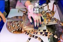 ببینید| غذای خیابانی در ژاپن؛ پخت غذاهای مختلف با لابستر رنگین کمانی بزرگ در اوکیناوا
