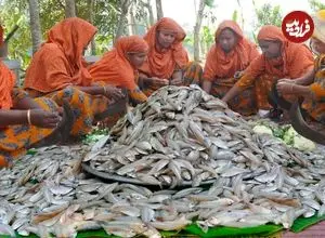 ببینید| غذای روستایی در هند؛ پخت خوراک کاری با ماهی های کوچک و سبزیجات در روستا