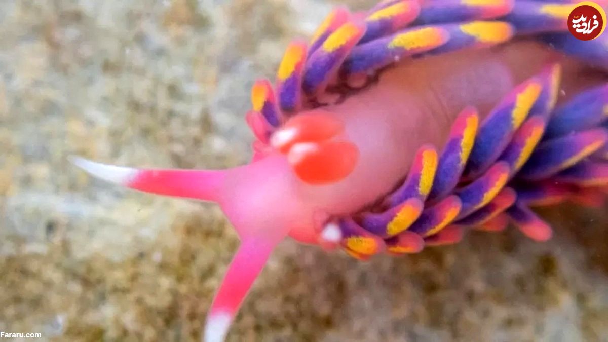 (ویدئو) مشاهده یک حلزون رنگین کمانی کمیاب در ساحل
