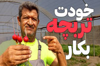 (ویدئو) روش کاشت و برداشت آسان تربچه در خانه