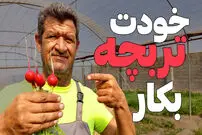 (ویدئو) روش کاشت و برداشت آسان تربچه در خانه