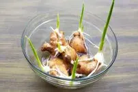 (ویدئو) چگونه زنجبیل، سیر و لیمو را در خانه پرورش دهیم؟
