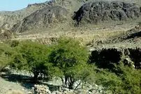 بهار در گذرگاه جنوب کرمان؛ فاریاب با جنگل‌های کهور و دشت بابونه میزبان نوروز