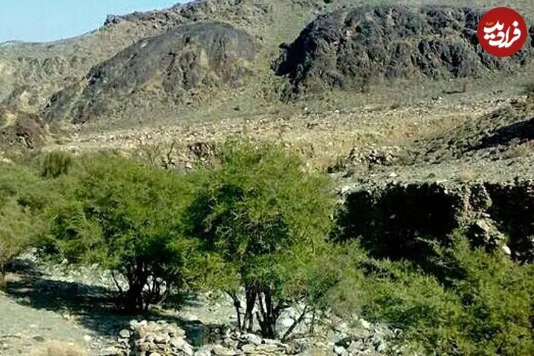 بهار در گذرگاه جنوب کرمان؛ فاریاب با جنگل‌های کهور و دشت بابونه میزبان نوروز