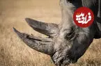 ببینید| حمله ناگهانی کرگدن به خودروی گردشگران