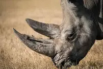 ببینید| حمله ناگهانی کرگدن به خودروی گردشگران