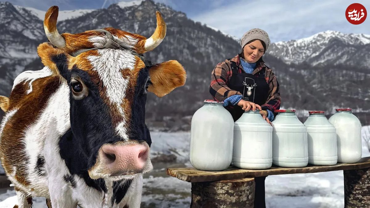 (ویدئو) فرآیند درست کردن پنیر با 30 کیلو شیر گاو توسط زوج روستایی آذربایجانی