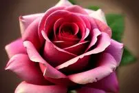 (تصاویر) محبوب ترین گل های رز بالارونده
