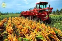 ببینید| زردچوبه چگونه در هند کشت، برداشت و فرآوری می شود؟